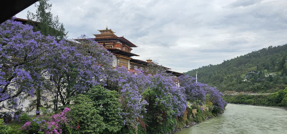 A Bhutanese dzong framed by blooming purple jacaranda trees along a riverbank, with a forested green ridge behind